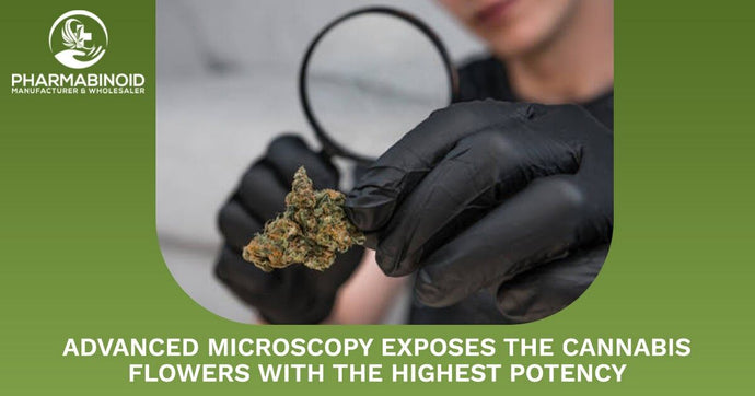 Pokročilá mikroskopia odhaľuje kvety kanabisu s najvyššou silou