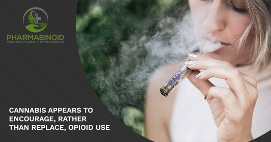 Cannabis appears to encourage rather than replace, Opiod use