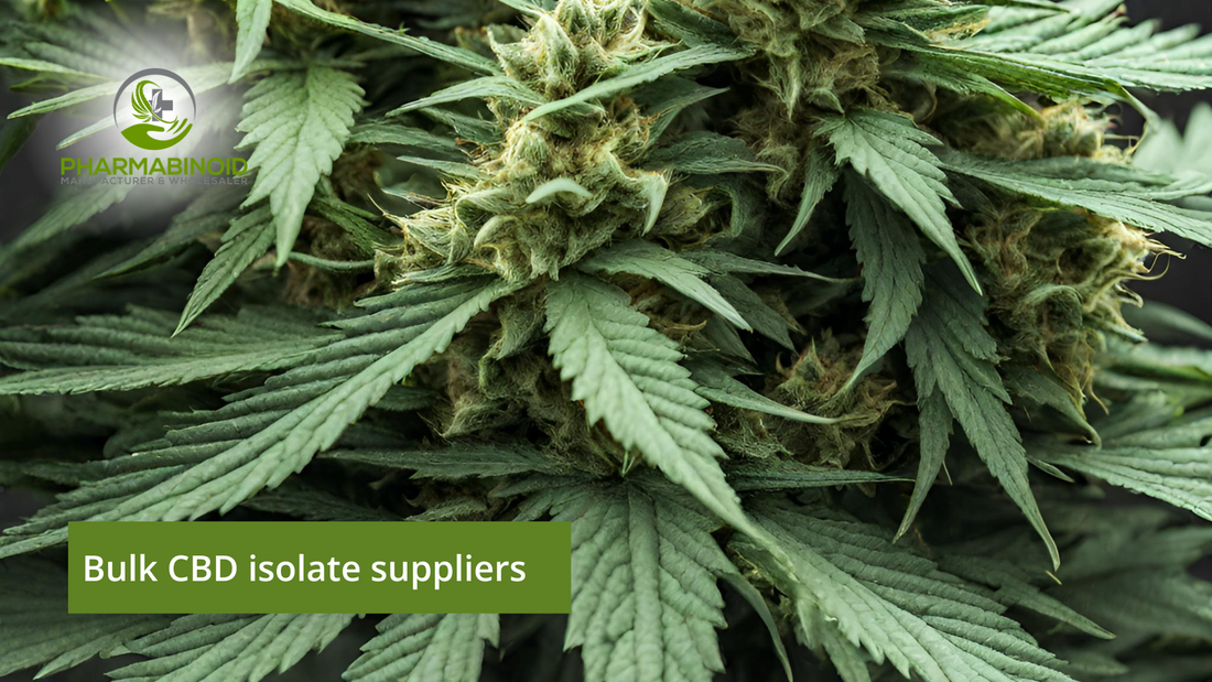 Bulk CBD Isolate Suppliers: Navigating Quality and Reliability
