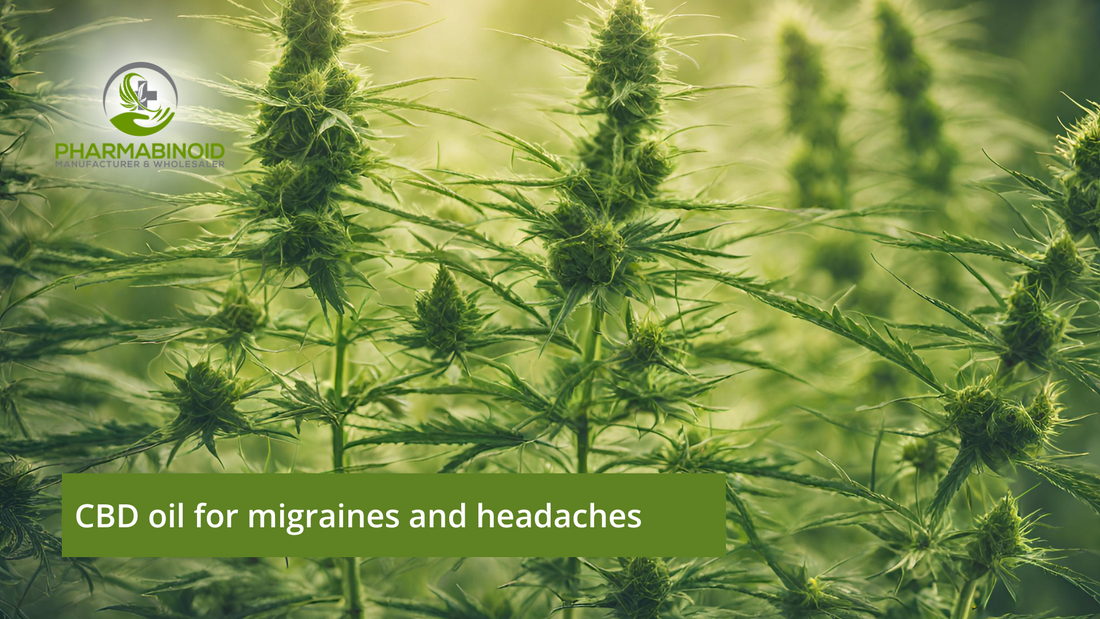 CBD Oil for Migraines and Headaches: Finding Relief Naturally