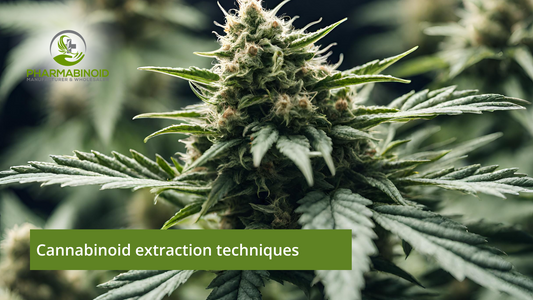 Cannabinoid Extraction Techniques: Unveiling the Secrets
