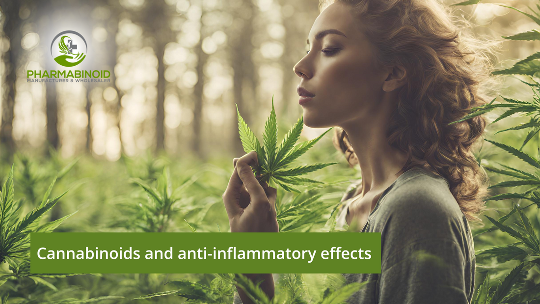Unraveling the Healing Tale: Cannabinoids and Their Anti-Inflammatory Effects