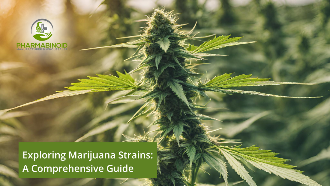 Exploring Marijuana Strains: A Comprehensive Guide