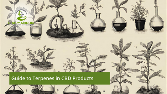 Guide to Terpenes in CBD
