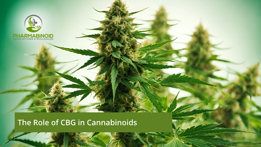 The Role of CBG in Cannabinoids: Exploring Its Significance