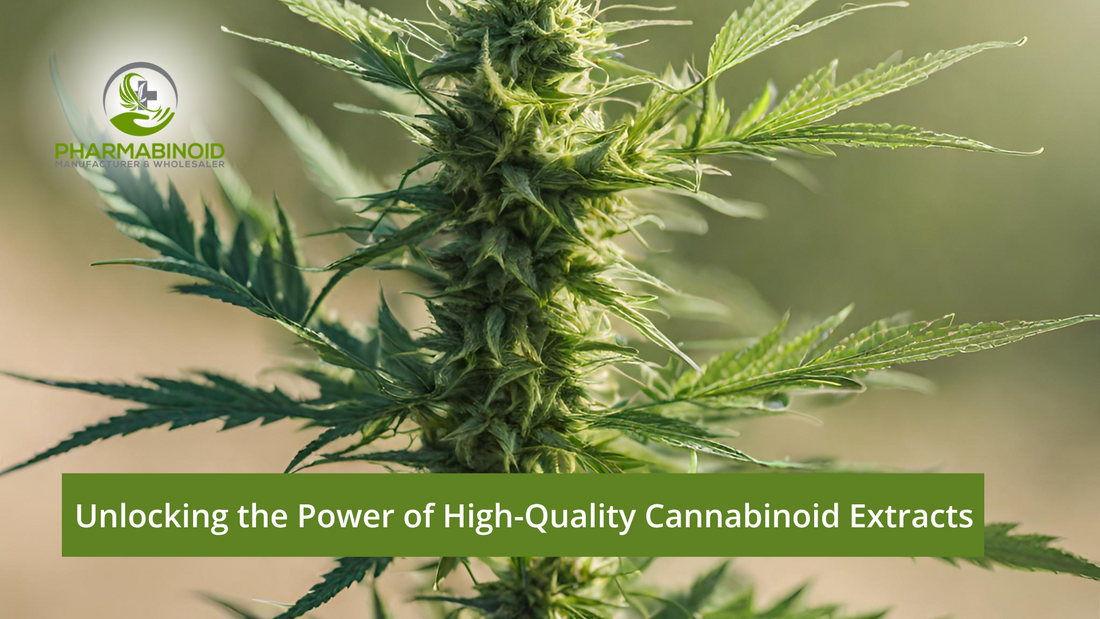 Unlocking the Power of High-Quality Cannabinoid Extracts